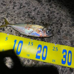 アオリイカ狙い