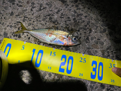 アオリイカ狙い