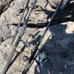 イカさんスクスク成長中