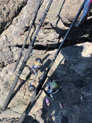 イカさんスクスク成長中