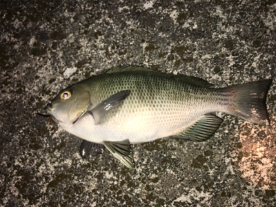 今日は子供会の日?