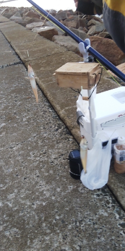 苅屋海岸のキス釣り