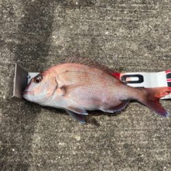 マダイシーズンin、でも名人には勝てない