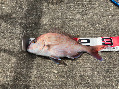 マダイシーズンin、でも名人には勝てない