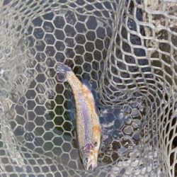 川場キングダムフィッシング