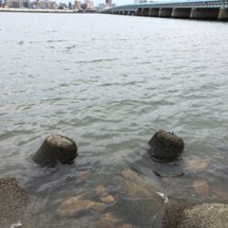 10年ぶりのハゼ釣り