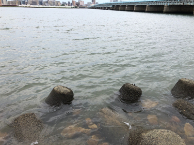 10年ぶりのハゼ釣り