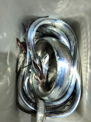 太刀魚好調！小さいけど…。