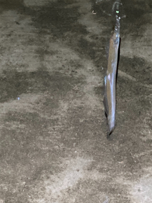 今年初タチウオ