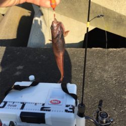 イソメ消化に穴釣り