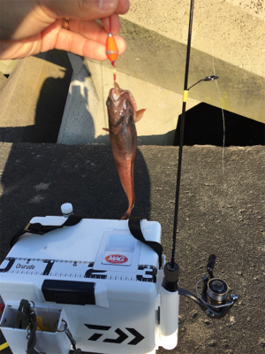 イソメ消化に穴釣り