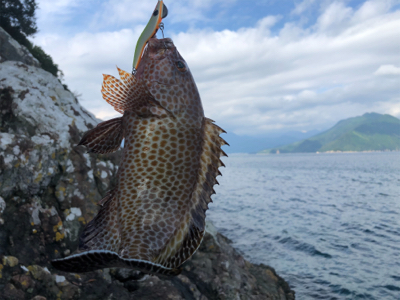 尾鷲ロックフィッシュ