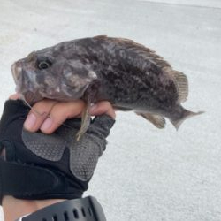 シーズンオフのアイナメ釣行