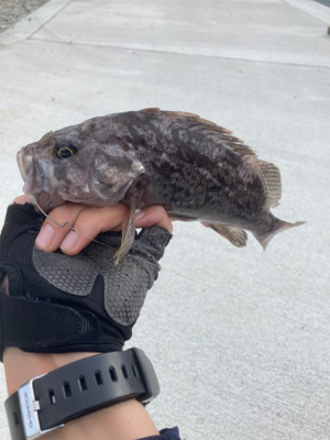 シーズンオフのアイナメ釣行