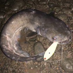 シーバス調査釣行