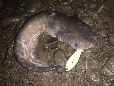 シーバス調査釣行