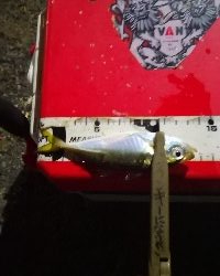 アジング練習 192