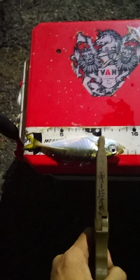 アジング練習 192