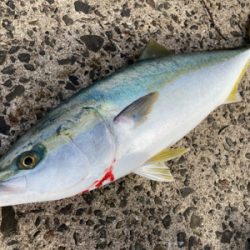 ブリ70センチを頭に、3本の青物釣果！