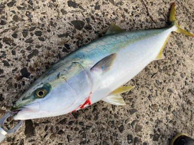 ブリ70センチを頭に、3本の青物釣果！