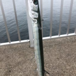 だっちゃんいた