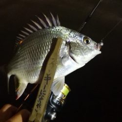 アジング練習 193