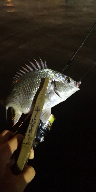 アジング練習 193