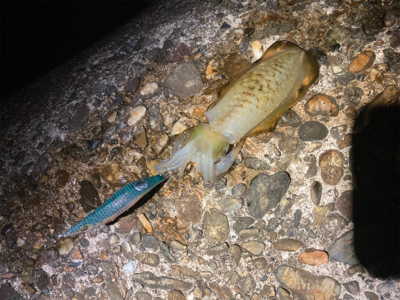 ちょっと大っきくなってきた