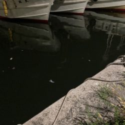 アジもタチウオも何処へ行った？