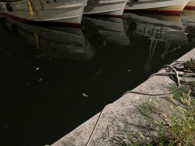 アジもタチウオも何処へ行った？