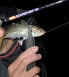 アジはいるが、、？