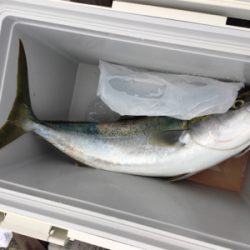 禁断の平日釣行…タチウオ不発も…メジロ、サゴシ