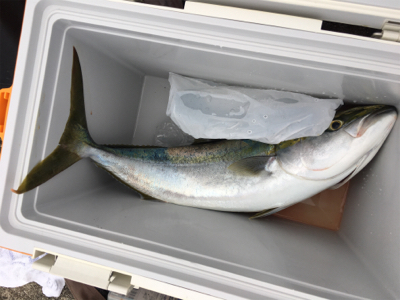 禁断の平日釣行…タチウオ不発も…メジロ、サゴシ