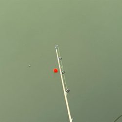 モツゴ　サビキで