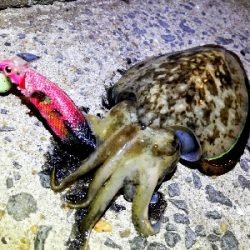 ~タチウオがいつまで釣れるかを予想する会~