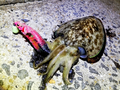 ~タチウオがいつまで釣れるかを予想する会~