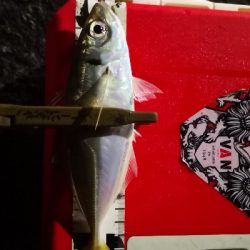 アジング練習 194