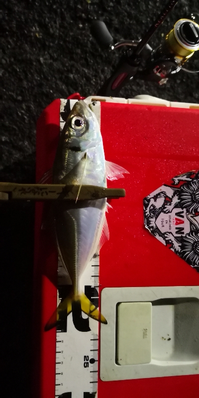 アジング練習 194