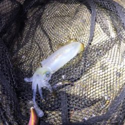 やっとアオリ１杯σ(^_^;)