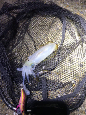 やっとアオリ１杯σ(^_^;)