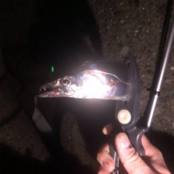 今季　初お目見え