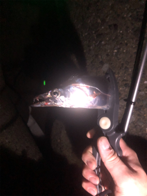 今季　初お目見え