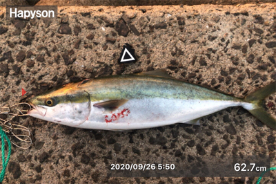 今年初青物はメジロでした