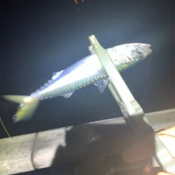 コスモで太刀魚