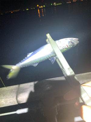 コスモで太刀魚