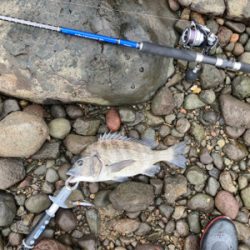 ショアジギングで、まさかの本チヌ釣れました！！