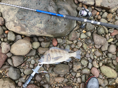ショアジギングで、まさかの本チヌ釣れました！！
