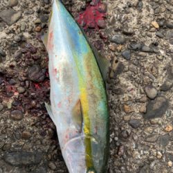 ショアジギング