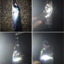 タチウオ&サゴシ！2020ライトゲーム第27戦