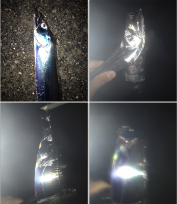 タチウオ&サゴシ！2020ライトゲーム第27戦